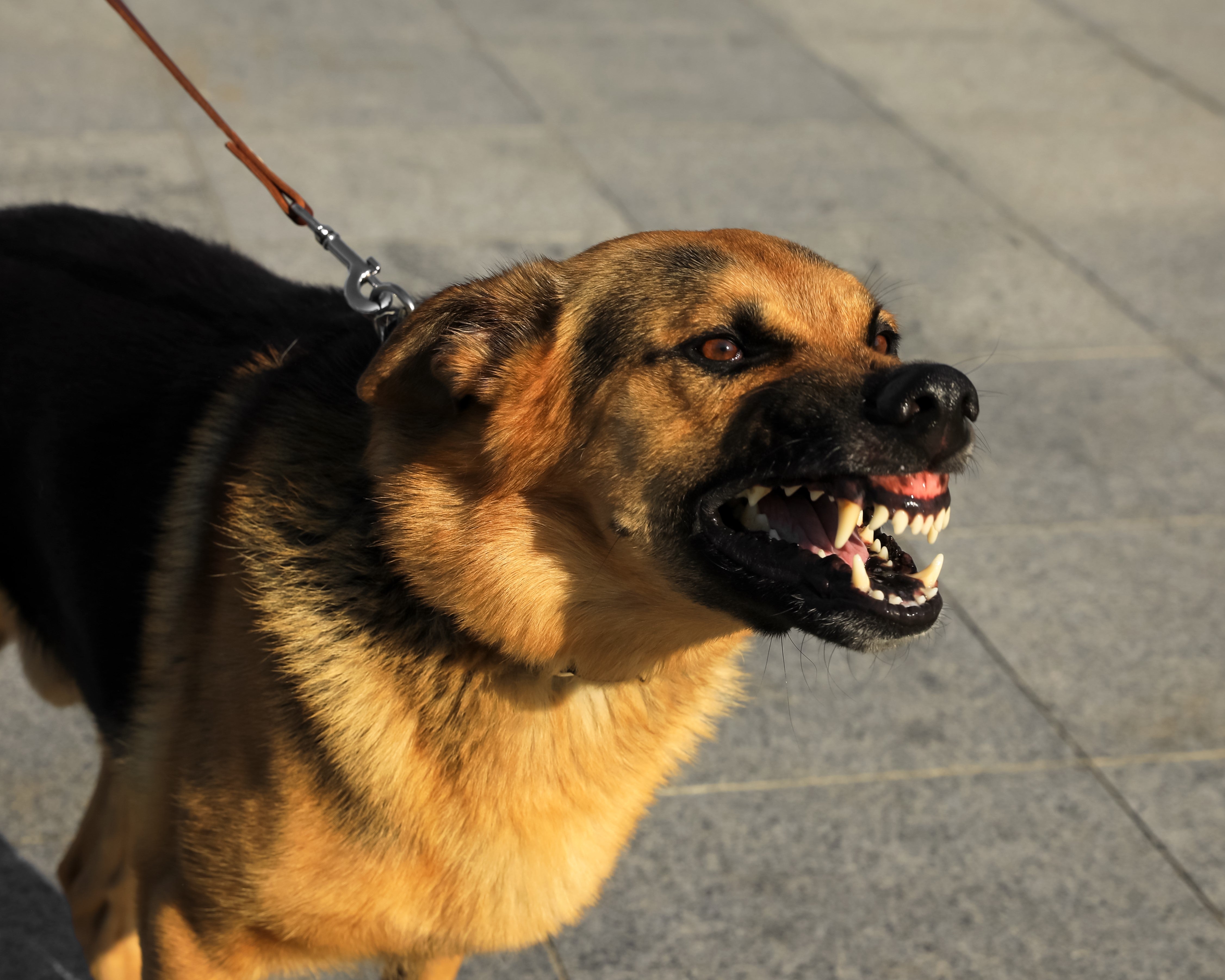 Reactive Dog on Leash