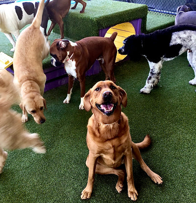 6 Questions You Must Ask When Choosing a Doggy Daycare: Don’t ignore these daycare red flags