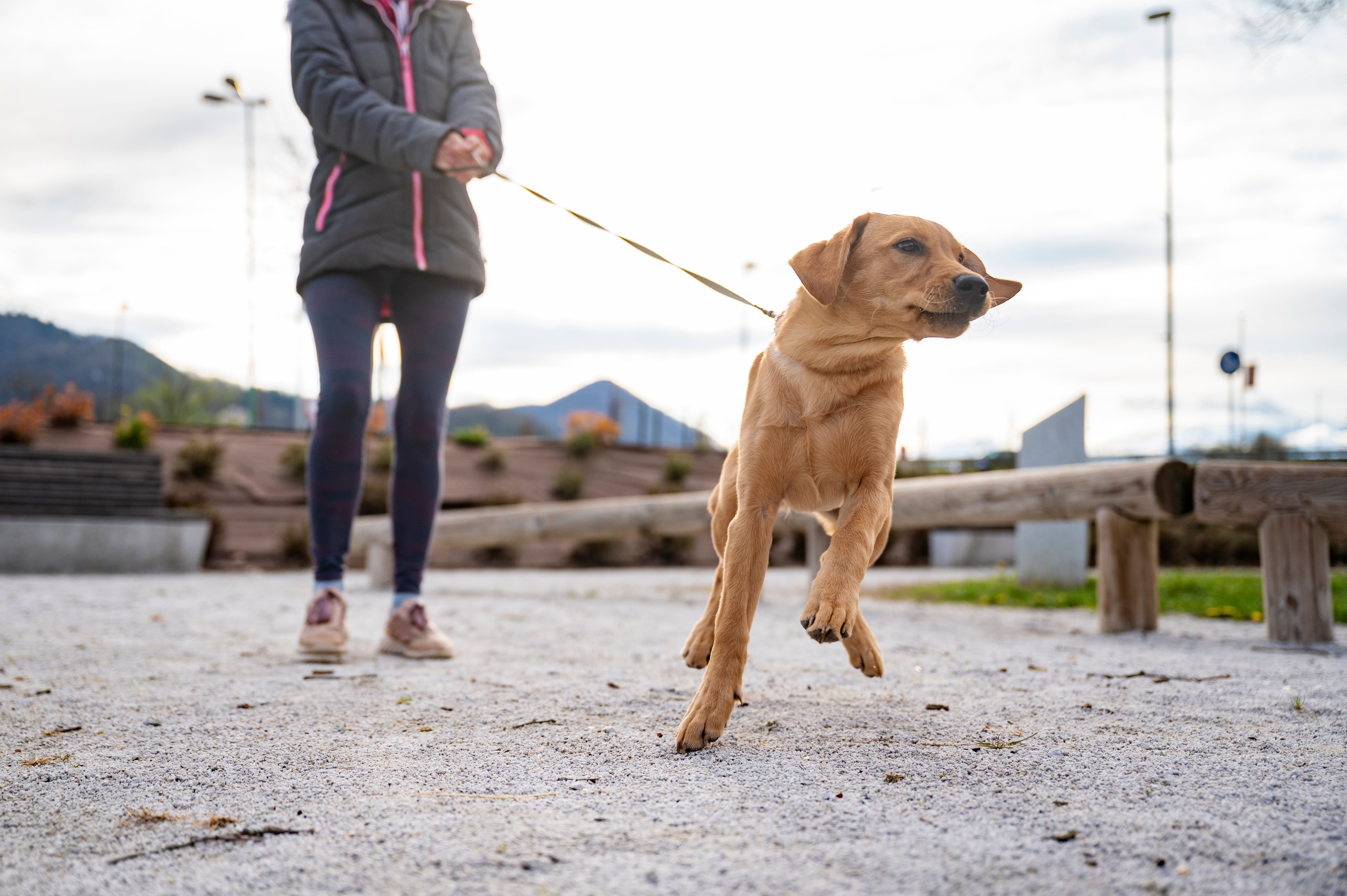 Dealing with Leash Pulling: Effective Training Methods