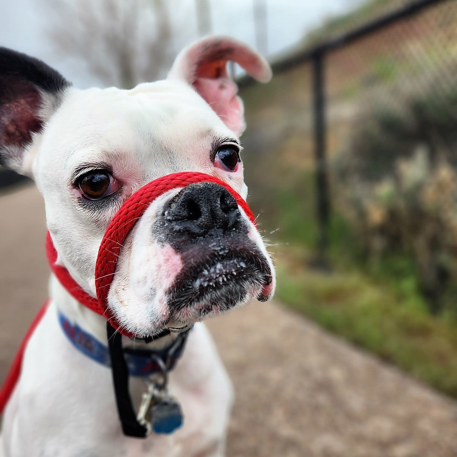 The Sidekick® standard size in red on a dog