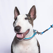 A mini blue Heather's Heroes Dynamic Duo is shown used as a clip leash on a white and brindle bull terrier dog