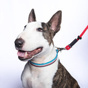 A red, regular thickness Heather's Heroes Dynamic Duo is shown clipped to the collar of a white and brindle pattern bull terrier dog