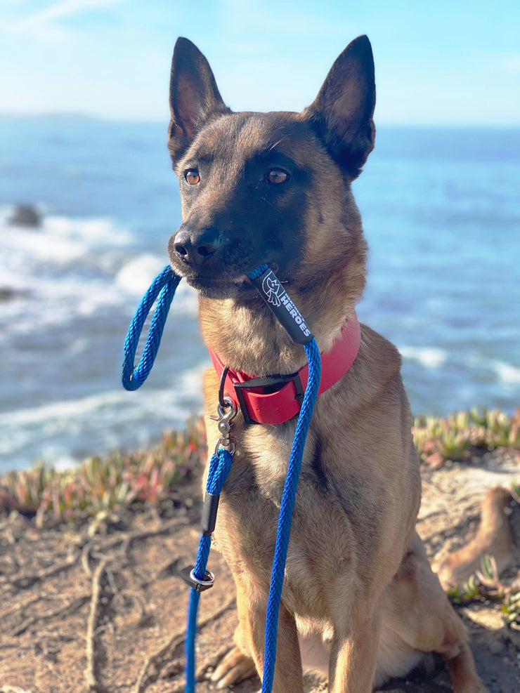 A short haired tan dog with a black muzzle and ears sits at a cliff overlooking the sea. He is holding one end of a regular thickness blue Dynamic Duo, while the other end is clipped to his collar.