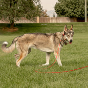 A large husky mix is pictured in a field with trees and a fence in the distance, with a red Heather's Heroes long line clipped to his collar